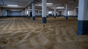Barley and the Scotch whisky production process