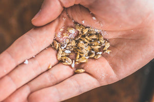 Let’s talk about… barley